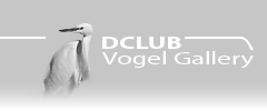 DCLUB Vogel Gallery