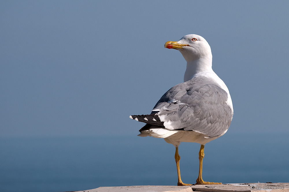 1523