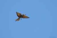 2013_DFR_e__02.JPG