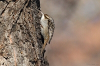 2013_DSt_wldbmlfr_01.JPG