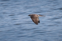 2013_DWg_Spe_02.JPG