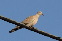 2013_SpDE_tur_01.JPG