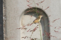 2013_SpDE_zist_01.JPG