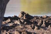 2013_TRAnkKr_01.JPG