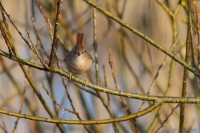 2014-03-16_FeSe_ZnKo_02.JPG