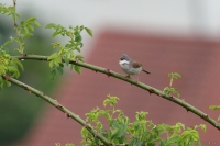 2014-05-04_DFr_DGrs_01.JPG