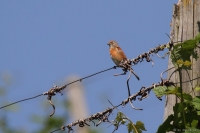 2014-06-02_DeFr_Blthnflng_01.JPG