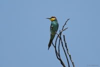 2014-06-02_DeFr_Bnfrssr_03.JPG