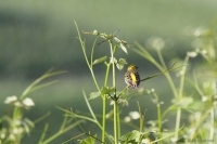 2014-06-02_DeFr_Grltz_02.JPG
