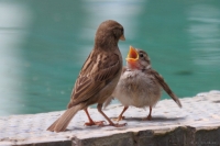 2014-06-02_TrMer_HsSprlng_02.JPG