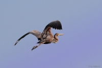 2014-06-02_TrMer_PrprRhr_02.JPG