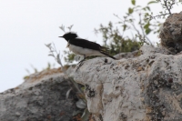 2014-06-02_TrMer_StnSchmtzr_03.JPG