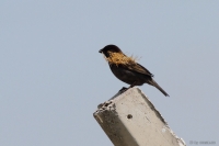 2014-06-02_TrMer_Wdnsprlng_01.JPG