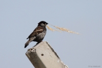2014-06-02_TrMer_Wdnsprlng_02.JPG