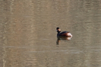 2015-03-11_DeWgH_Schwrzhlstchr_01.JPG