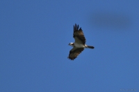 2016-05-29_D_V_Fschdlr_4a.JPG