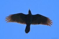 2016-08-21_D_BS_KlkRb_09.JPG