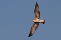 2016-09-29_ES_HrngsMw_01.JPG