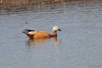 DEG_c_01.JPG