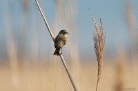 DES_l_03.JPG