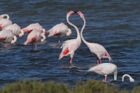 ES_EbDel_Rflamingo.JPG
