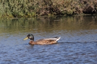 ES_EbDel_stockente39.JPG