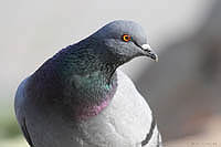 Frei_043.JPG