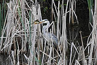 RS_2011kk_005.JPG