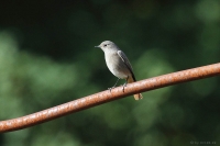 SiDcD_05_06.JPG