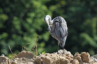 StuRem_A021.JPG