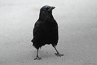 Wil2_009.JPG