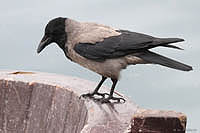 bTRca009.JPG