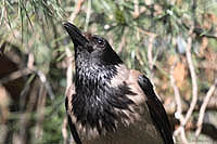 bTRca011.JPG